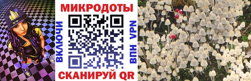 Галлюциногенные грибы Psilocybe  Кызыл 